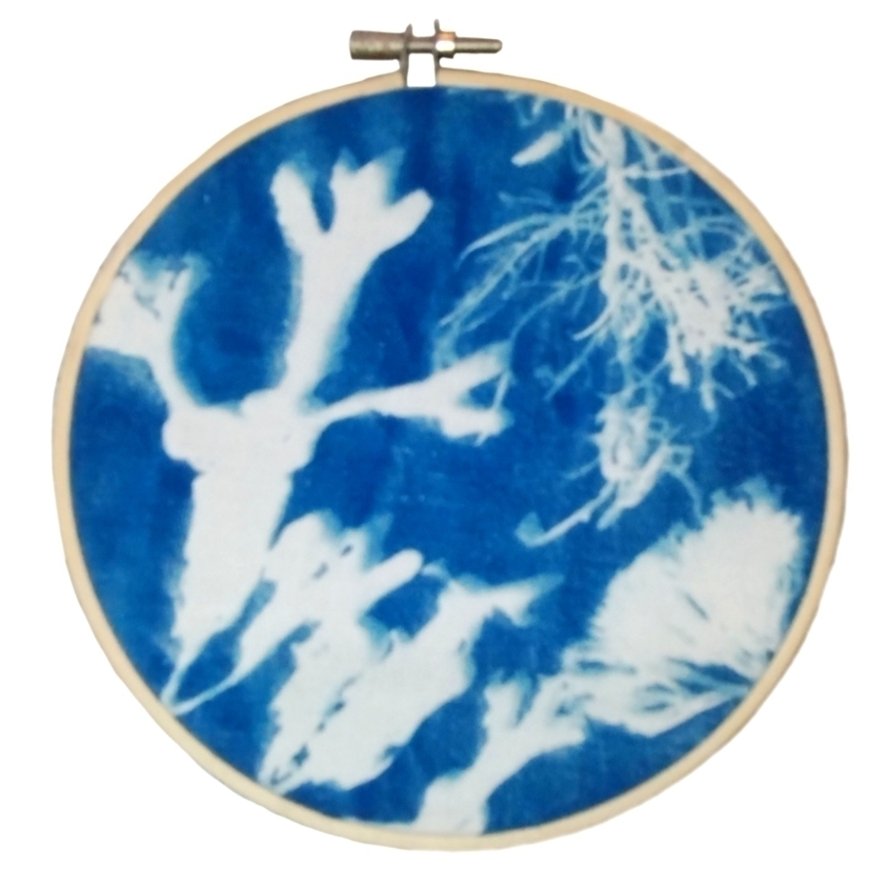 Signed Wild Blue Sunprints Cyanotype Seaweed Hoop Art 6" Coastal Decor - Picture 2 of 5